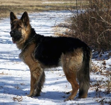 A King Shepherd is standing on snow and looking to the left in a field with brown brush next to it. 