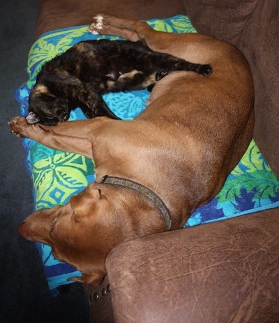 A brown Lab Pei dog is laying on a blue, purple, green and yellow towel on top of a brown couch. There is a black with orange cat laying in front of it