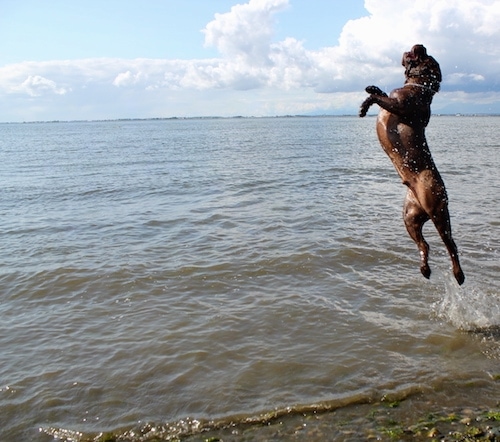 Action shot - A brown Lab Pei dog is jumping a couple of feet in the air in a large body of open water with clouds and a blue sky in the background