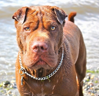 Close Up head on upper body shot - A wet brown Lab Pei is standing in front of a body of water