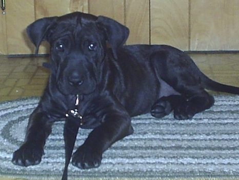 A small black Lab Pei puppy is laying on a throw rug with a tan tiled floor and a wooden wall behind it and it is looking forward