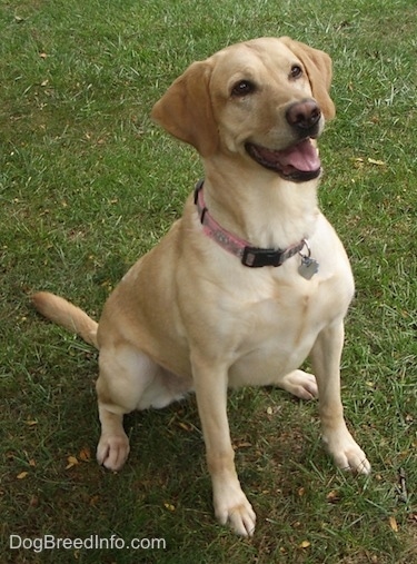 Side view - A yellow Labrador Retriever is wearing a pink collar sitting in grass and looking up. Its mouth is open and tongue is out.
