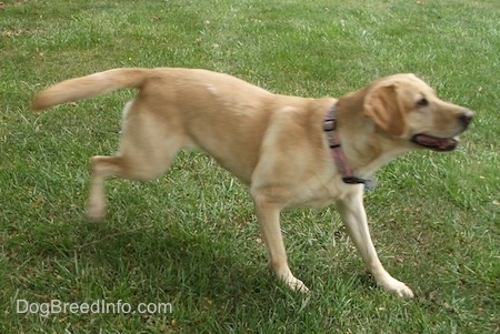 A yellow Labrador Retriever is wearing a pink collar running across grass and its mouth is open.