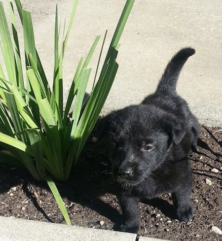 A small, black Labrador Retriever mix puppy is standing in dirt next to a plant. It is looking forward.