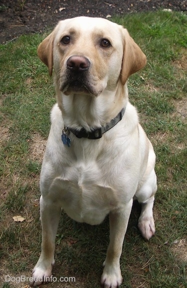 Front view - A yellow Labrador Retriever is sitting in grass and looking up.