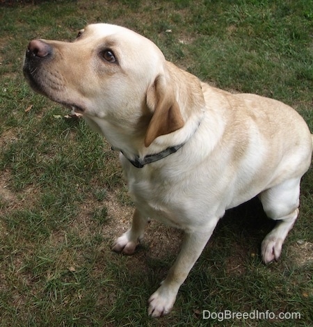 View from the top looking down - A yellow Labrador Retriever is sitting in grass stretching its neck forward.