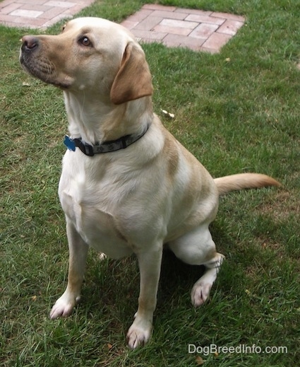 A yellow Labrador Retriever is sitting in grass and it is looking up. There is a brick walkway behind it