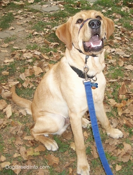 A yellow Labrador Retriever is wearing a gentle leader sitting in grass with fallen leaves around it. It is looking up and its mouth is open.