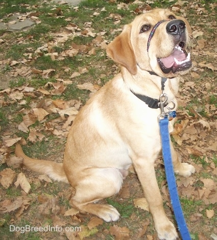 A yellow Labrador Retriever is wearing a gentle leader sitting in grass and there are fallen leaves all around it. The dog is looking up and to the right with its mouth open and tongue showing.