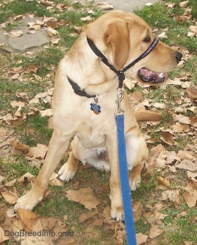 A yellow Labrador Retriever is wearing a gentle leader that is connected to a blue leash sitting in grass and fallen leaves and looking to the right.