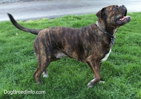 A reverse brown brindle with white Leavitt Bulldog is standing in grass and looking up with one paw raised in the air.
