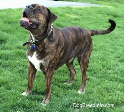 A reverse brown brindle with white Leavitt Bulldog is standing on grass. Its tail is curled a bit. It is looking up and its mouth is open and tongue is curled.