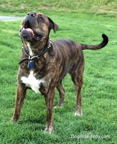 A reverse brown brindle with white Leavitt Bulldog is standing in grass and looking up. Its mouth is open and its tongue is curled in its mouth