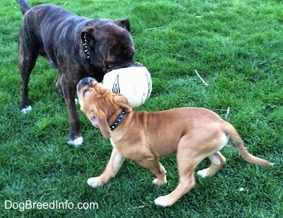 A reverse brown brindle with white Leavitt Bulldog has a soccer ball in its mouth and it is standing in grass. There is a tan with white and black Leavitt Bulldog puppy trying to bite the ball