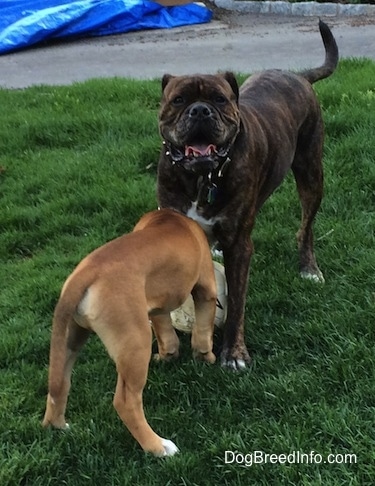A reverse brown brindle with white Leavitt Bulldog is standing in grass with a soccer ball under it. There is a smaller tan with white and black Leavitt Bulldog puppy under it biting the white soccer ball