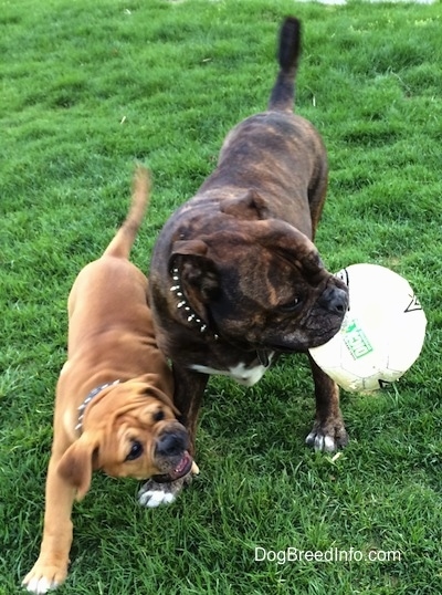 Two dogs out in grass - A reverse brown brindle with white Leavitt Bulldog has a soccer ball in its mouth and is turning its head to the right. There is a smaller tan with white and black Leavitt Bulldog puppy trying to get the soccer ball out of its mouth.