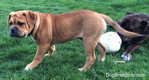 A tan with white and black Leavitt Bulldog puppy is walking across grass. Behind it is am adult reverse brown brindle with white Leavitt Bulldog who is laying in the grass and biting at the soccer ball