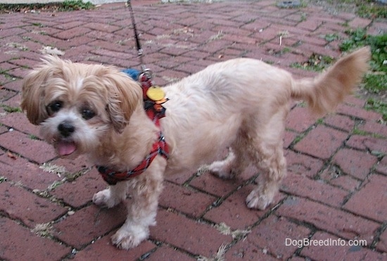 Side view - A tan with white Lhasa Apso with its mouth open and tongue out. It is standing on a brick sidewalk.