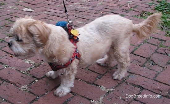 Left Profile - A tan with white Lhasa Apso dog wearing a red harness is standing on a brick sidewalk.