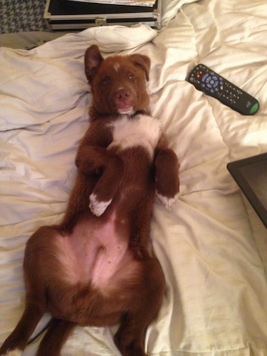 A red with white Pit Bull mix is laying belly-up on its back on a human's bed with its paws in the air next to a Dish TV remote.