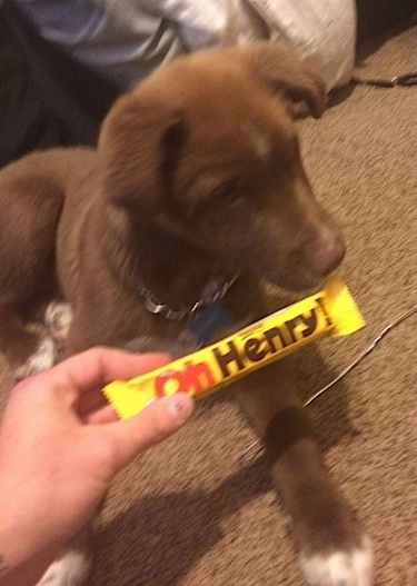 A red with white Pit Bull mix is laying on a carpet and it is inspecting an 'Oh Henry!' candy bar that a person is holding in front of it.