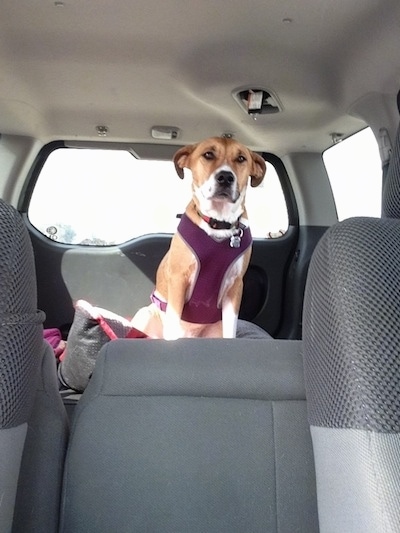 Front view - A large breed, tan with white mix breed dog is sitting in the trunk of a SUV. It is wearing a burgundy harness.
