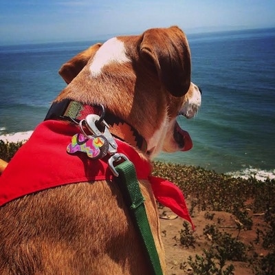 Close up - The backside of a large mix breed dog laying on a cliff looking over the edge at a body of water. It is wearing a red bandana, its mouth is open and tongue is out.