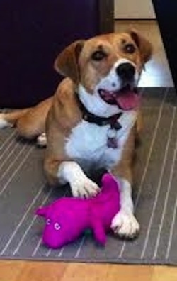 View from the front - A large breed, rose eared, tan with white mix breed dog is wearing a black collar laying on a gray throw rug and it has its paw on top of a Barney the Dinosaur toy. Its mouth is open and tongue is out, its head is slightly tilted to the left.