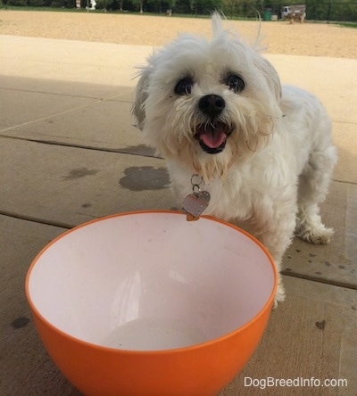 A furry, white Maltese is standing on a concrete surface, in front of a large, orange and white ceramic water bowl that looks larger than the dog. The dog's tongue is showing and it looks happy.