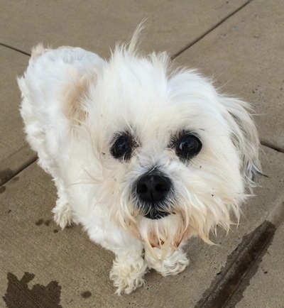 A shaggy looking white Maltese is standing on a concrete surface and looking up. The wind is blowing the fur on its face.