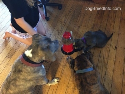 A blue nose American Bully Pit puppy is eating food out of the dispenser bowl. There is a person on there knees watching and on the other side is a blue nose Pit Bull Terrier sitting and watching, next to him is a brown with black and white Boxer laying down and watching.