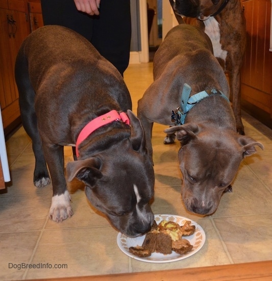 A blue nose American Bully Pit is eating a cake with a candle in it. Next to her is a blue nose American Pit Bull Terrier eating food on a plate. There is a person standing behind them and next to the person is a brown with black and white Boxer.