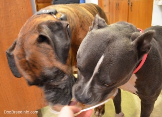Close up - A blue nose American Bully Pit and a brown with black and white Boxer are licking the plate.