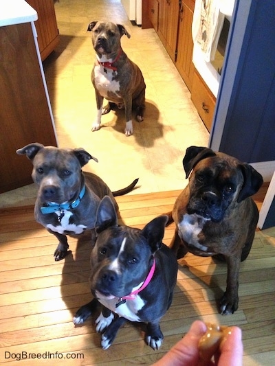 A person is holding a gob of peanut butter treat in there hand in front of a blue nose American Bully Pit, a brown with black and white Boxer, a blue nose American Pit Bull Terrier and a blue nose Pit Bull Terrier.