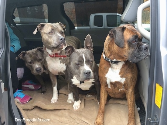 A brown with black and white Boxer, a blue nose American Bully Pit, a blue nose Pit Bull Terrier and a blue nose American Pit Bull Terrier are sitting in a van and they all are looking to the right.