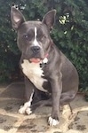 A blue nose American Bully Pit is sitting on a stone porch and there is a bush behind her. She is looking to the right.