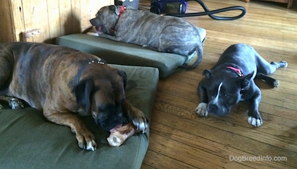 A blue nose Pit Bull Terrier and a brown with black and white Boxer are laying on separate green pillows and chewing on bones. A blue nose American Bully Pit is laying down in front of them watching them eat.
