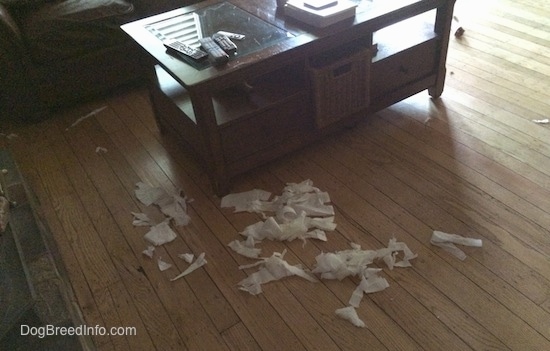 Chewed up tissue pieces on a hardwood floor around a coffee table.