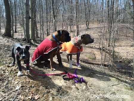 A blue nose American Bully Pit puppy is standing on a dirt path, next to her is a sitting brown with black and white Boxer that is wearing a red vest. Next to him is a blue nose Pit Bull Terrier in an orange vest.