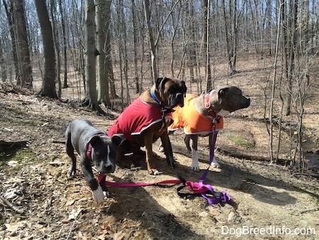 A blue nose American Bully Pit puppy is walking across a dirt path, next to her is a sitting brown with black and white Boxer that is wearing a red vest and standing next to him is a blue nose Pit Bull Terrier that is wearing an orange vest.