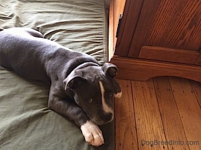 A blue nose American Bully Pit is laying down on a green pillow and she is looking up.