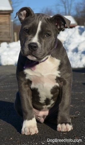 A wide-chested blue nose American Bully Pit puppy is sitting on a blacktop surface. There is a pile of snow behind her and her head is tilted to the right.