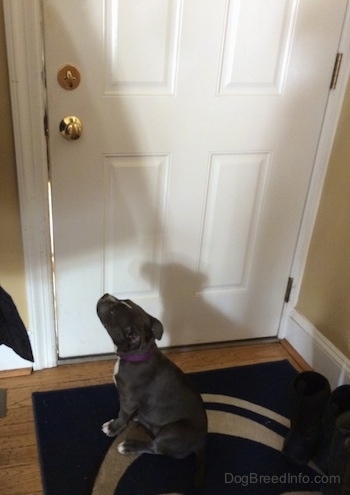 A blue nose American Bully Pit puppy is sitting on a Penn State University door mat. She is looking up at a door knob.