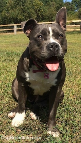 A happy-looking, wide chested, blue nose American Bully Pit dog is sitting in grass looking forward. Her right ear is up and her left ear is flopped over. Her mouth is open and tongue is out.