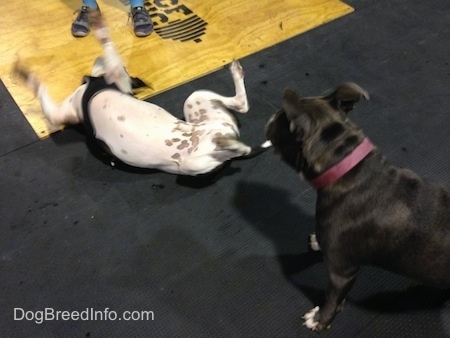 A black and white Frenchie Staffie is laying on his back and rolling around. A blue nose American Bully Pit is looking down at the dog.
