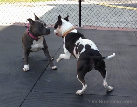 Action shot in mid-play - A black and white Frenchie Staffie dog is jumping at a blue nose American Bully Pit. They are outside on a rubber mat.