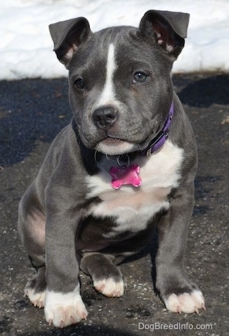 Mia the American Bully 10 weeks old