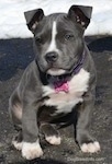Close up - A blue nose American Bully Pit puppy is sitting on a blacktop surface. The puppy is looking forward.