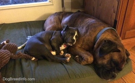 A blue nose American Bully Pit puppy is laying on the side of a brown with black and white Boxer. They are laying on a green dog bed pillow.