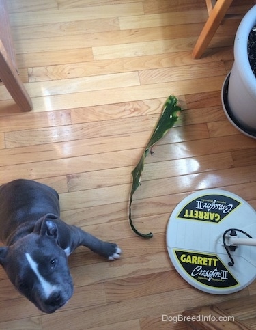 Top down view of a blue nose American Bully Pit puppy that is sitting on a hardwood floor and next to her is a green leaf of a plant and a Garrett medal detector.
